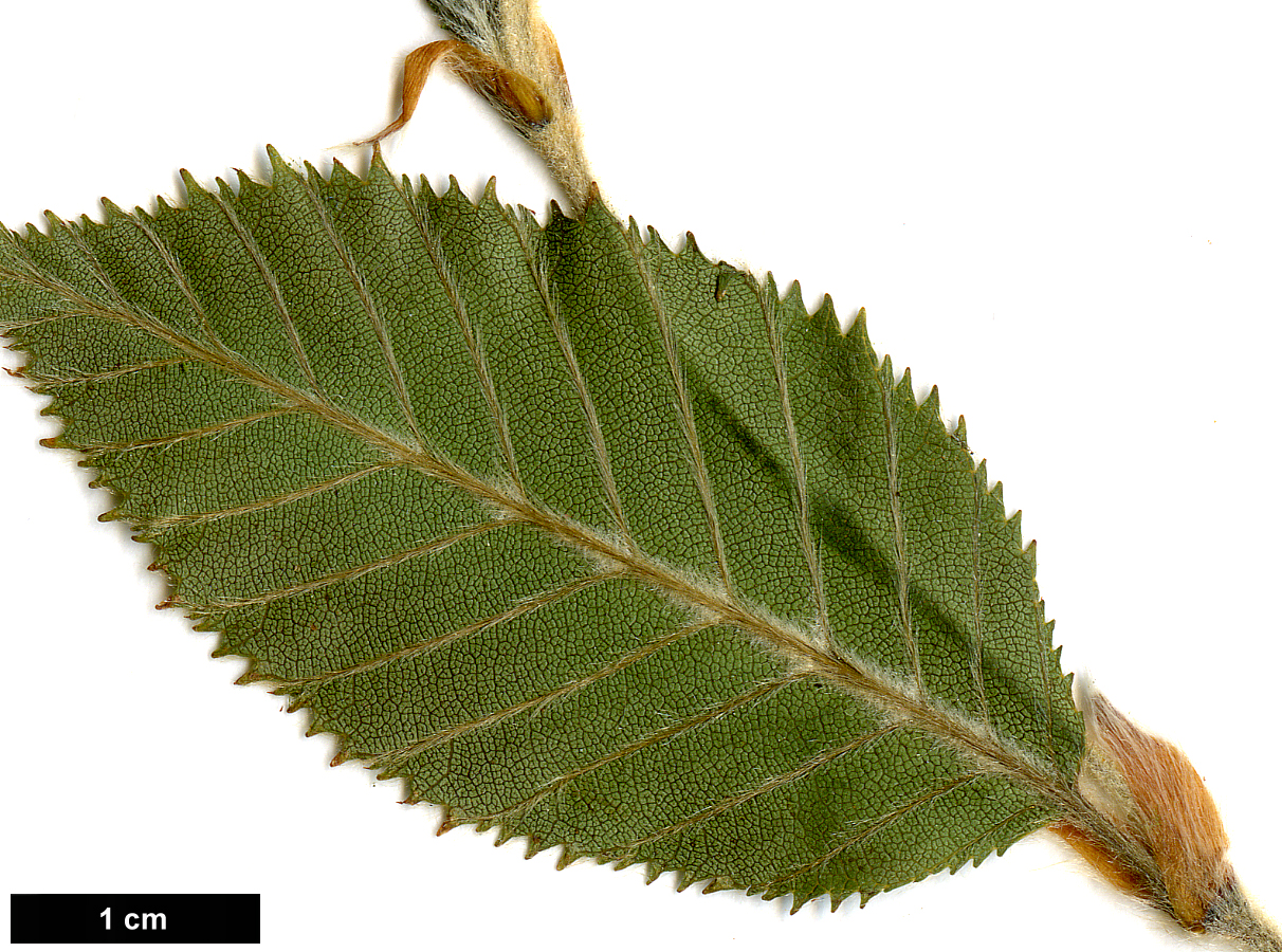 High resolution image: Family: Betulaceae - Genus: Betula - Taxon: calcicola × B.delavayi